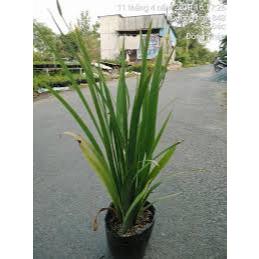 Cây lan lúa-rẻ quạt vàng 25-30cm (chỉ giao hỏa tốc HCM)