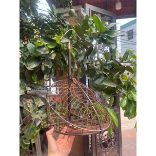 Lồng bẫy Chào Mào, Chích Choè chất liệu nan lụi phom 1 mặt móc đồng xoay 360 độ