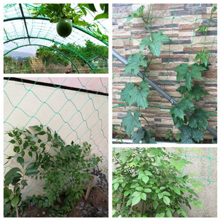 Lưới làm giàn leo cây, dàn cây leo mướp dưa chuôt đậu đỗ cây cảnh các loại leo mắt lưới 10x10cm