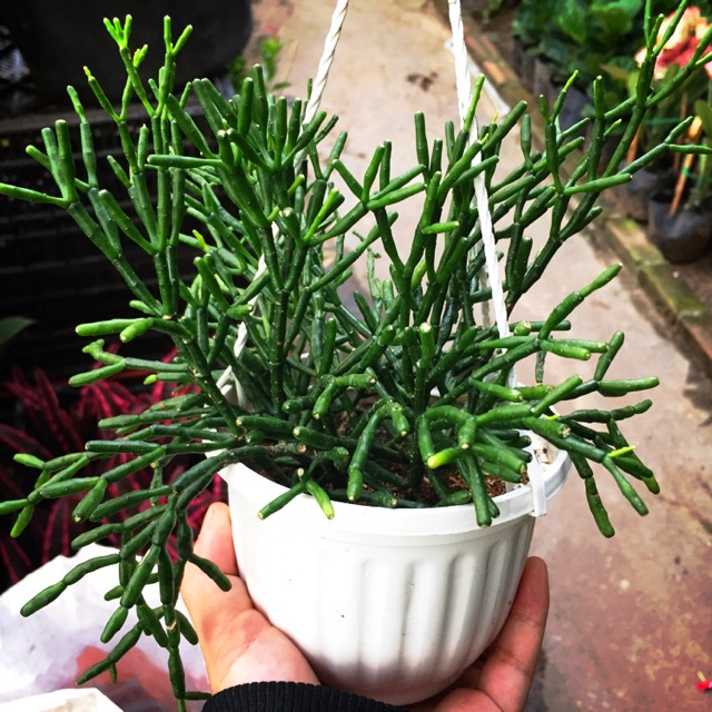 Cây gạc nai (chỉ giao hỏa tốc HCM)