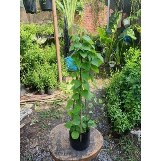 Cây sương sâm ăn lá (chỉ giao hỏa tốc HCM)