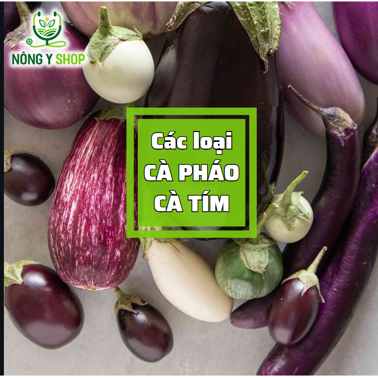 Hạt giống cà tím, cà pháo các loại Rạng Đông (Cà nâu cơm xanh), cà pháo trắng, cà pháo tím, cà phổi 