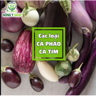Hạt giống cà tím, cà pháo các loại Rạng Đông , cà pháo trắng, cà pháo tím, cà phổi sọc lem