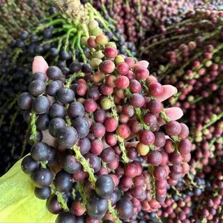 Trái Đũng Đỉnh tươi/ sấy Khô, ngâm rượu ,hàng hút chân không sạch