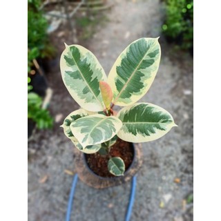 Cây đa búp đỏ cẩm thạch 1 thân size 50-60cm (chỉ giao hỏa tốc HCM)
