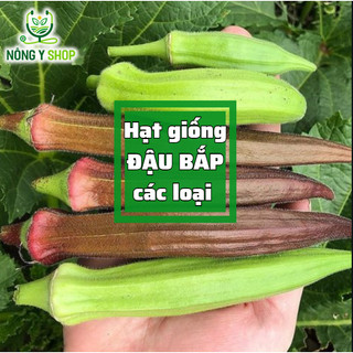 Hạt giống đậu bắp các loại Rạng Đông, đậu bắp cao sản, đậu bắp tím, đậu bắp đỏ, đậu bắp xanh