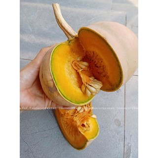 Bí đỏ sấy thơm (giống bí dân tộc)