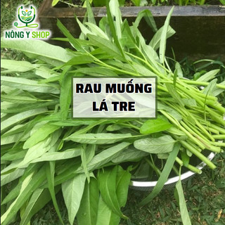 Hạt giống rau muống lá tre Rạng Đông RADO 12 - 50g (Có túi zip nhỏ)