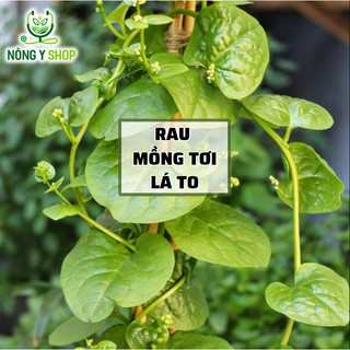 Hạt giống rau mồng tơi lá to rạng đông rado 38 - 20g - túi zip ~ 100 hạt