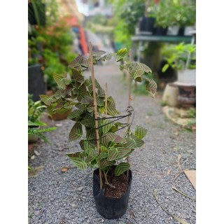 Cây bướm xuân 30-40cm (chỉ giao hỏa tốc HCM)