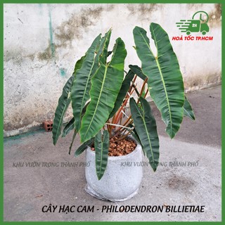 Cây hạc chân cam Philodendron Billietiae (nhiều size)