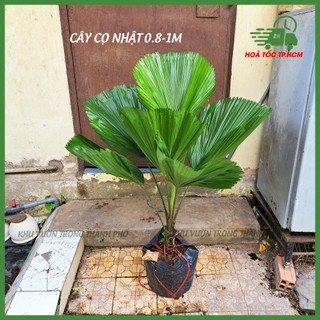 Cây kè nhật, cây cọ nhật trang trí nội ngoại thất