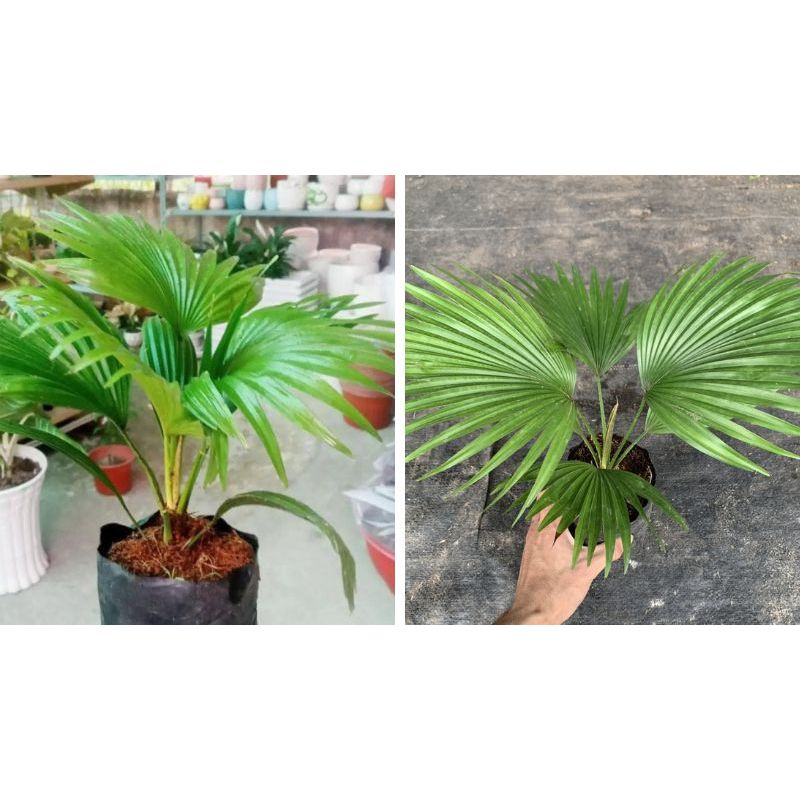 Cây cọ ta size để bàn 15-20cm(chỉ giao hỏa tốc HCM)