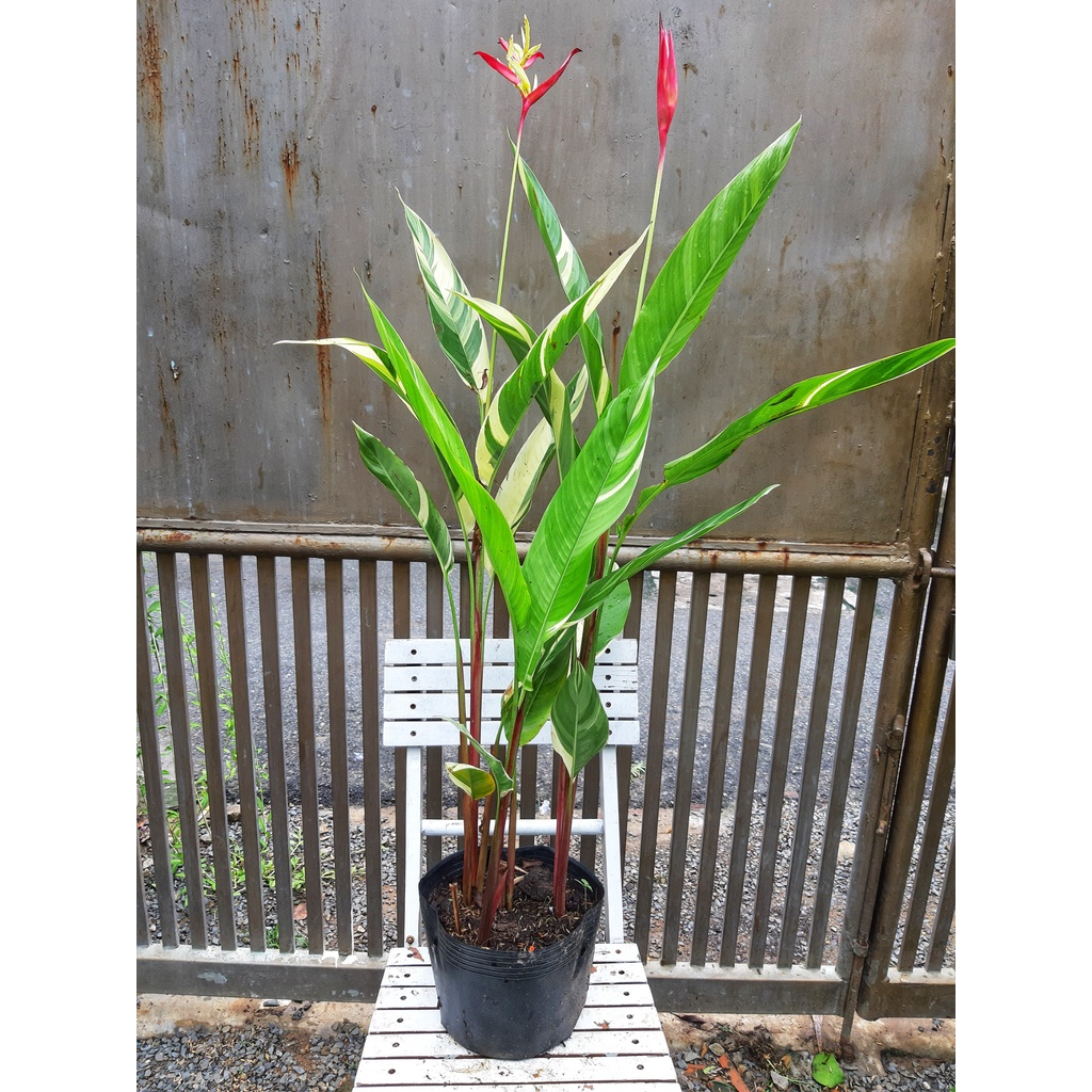 Cây chuối mỏ két cẩm thạch 40-50cm(chỉ giao hỏa tốc HCM)