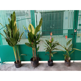 Cây chuối mỏ két cẩm thạch 40-50cm(chỉ giao hỏa tốc HCM)