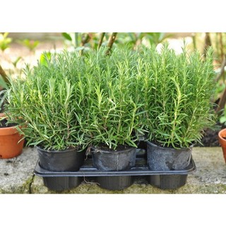 Cây hương thảo rũ (chỉ giao hỏa tốc HCM)