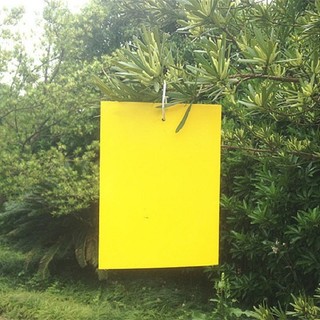 Xấp 5 miếng dán treo bẫy ruồi côn trùng 20x30