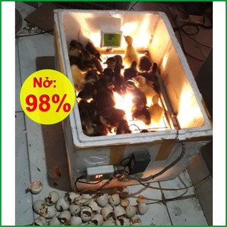 Bộ Điều Khiển Máy Ấp Trứng Mini Đầy Đủ Chức Năng Tự Động, Nhiệt Độ Chính xác,  Đảo Trứng Tự Động ĐK550