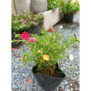 Cây hoa mười giờ đang nụ nhỏ