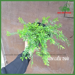 Cây sơn liễu thái rũ siêu đẹp trồng ban công (chậu nhỏ)
