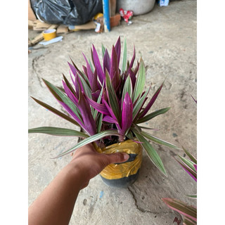 Cây bảy sắc cầu vồng