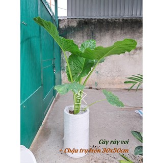 Chậu đá mài trụ tròn 30x50cm