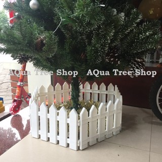 Hàng rào cây thông noel rẻ vô địch