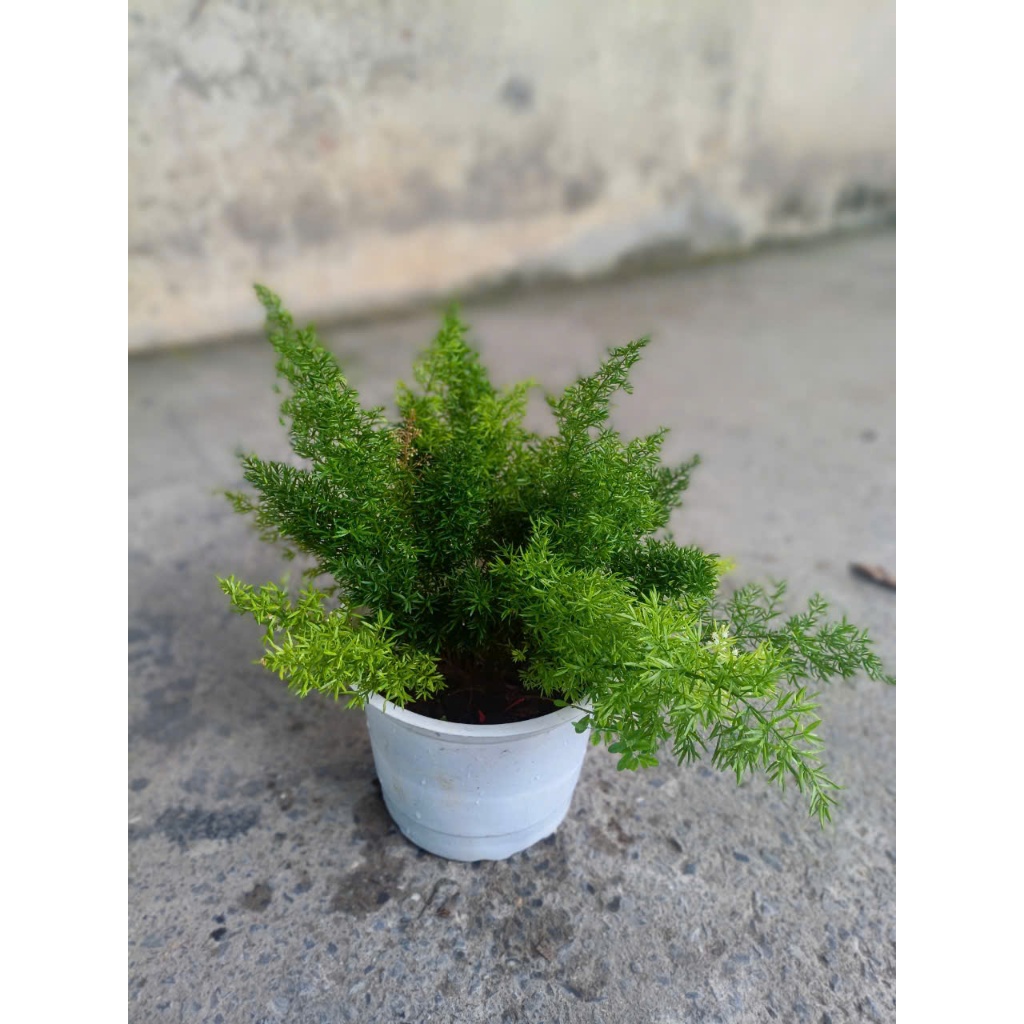 Cây tùng đuôi chồn 20-30cm (chỉ giao hỏa tốc HCM)