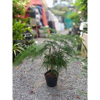 Cây kim thuỷ tùng 40-50cm(chỉ giao hoả tốc HCM)