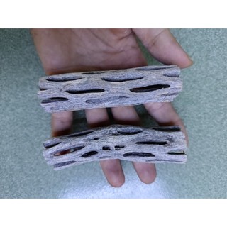 Lũa cholla (lũa xương rồng) cho hồ tép cảnh