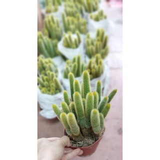 Xương rồng cáo vàng nhiều nhánh