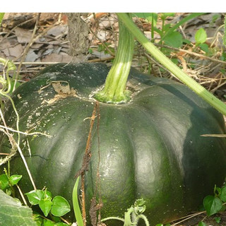 Hạt giống bí đỏ cao sản