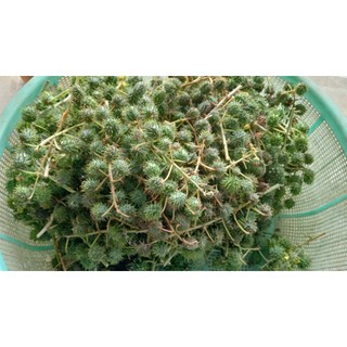 1KG Quả Thầu Dầu Tươi Hữu Cơ
