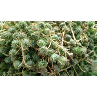 1KG Quả Thầu Dầu Tươi Hữu Cơ