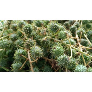 1KG Quả Thầu Dầu Tươi Hữu Cơ