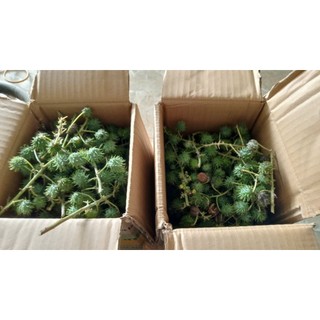 1KG Quả Thầu Dầu Tươi Hữu Cơ