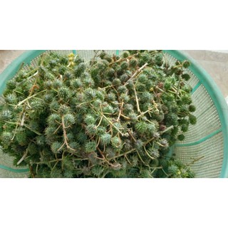 1KG Quả Thầu Dầu Tươi Hữu Cơ
