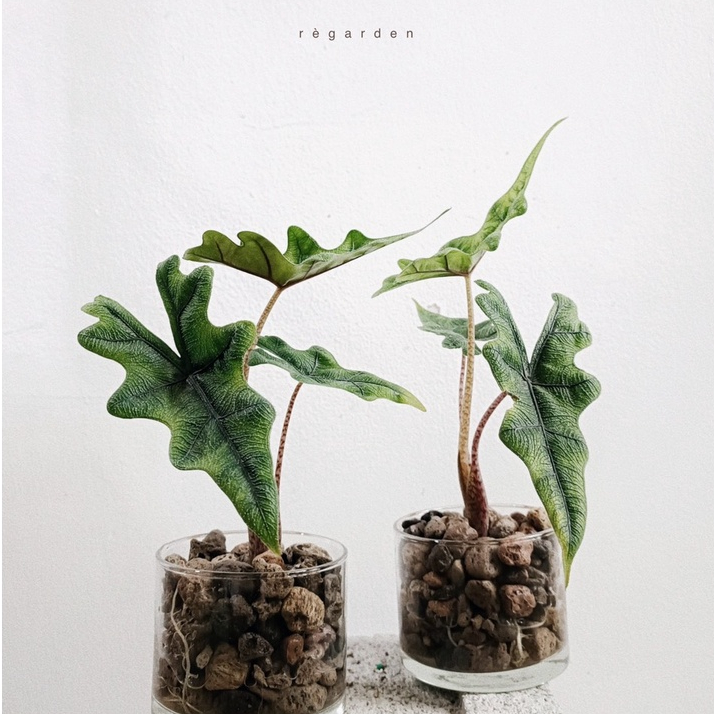 Cây Môn Lá Dày Trồng Thuỷ Sinh - Alocasia Jacklyn