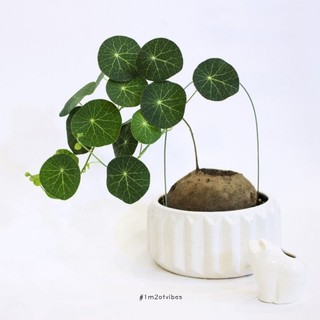 Củ Bình Vôi Thái Stephania erecta - 1M2 OF VIBES