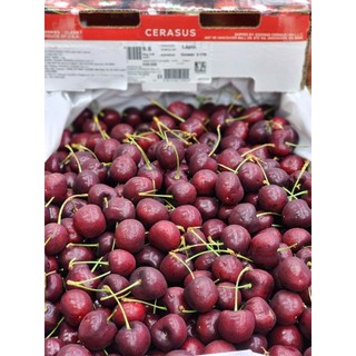 [Ship hỏa tốc TPHCM 1-2 tiếng ]  1kg Cherry Cerasus tươi ngọt trái có cấn nhẹ.( vị chua nhẹ)