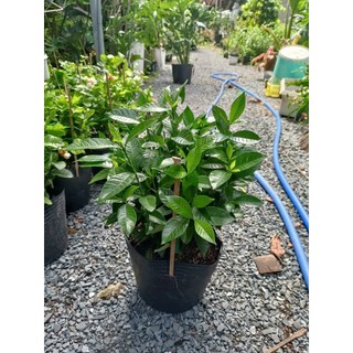 Cây lài tiểu thư chưa hoa(chỉ giao hỏa tốc HCM)