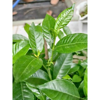 Cây lài tiểu thư chưa hoa(chỉ giao hỏa tốc HCM)