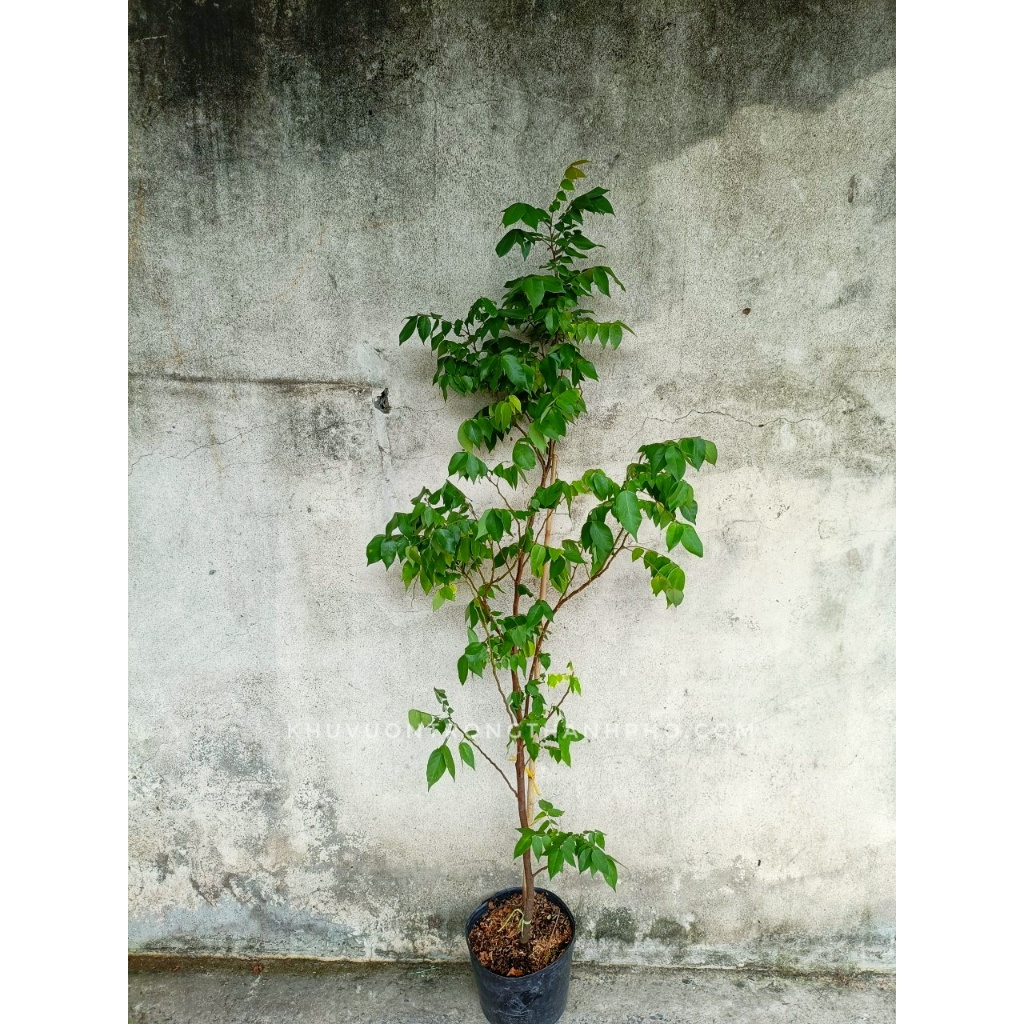 Cây khế ngọt 1m2_1m3 (chỉ giao hỏa tốc HCM)