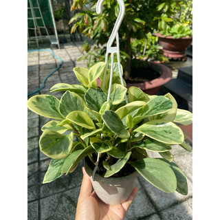 Trường sinh cẩm thạch