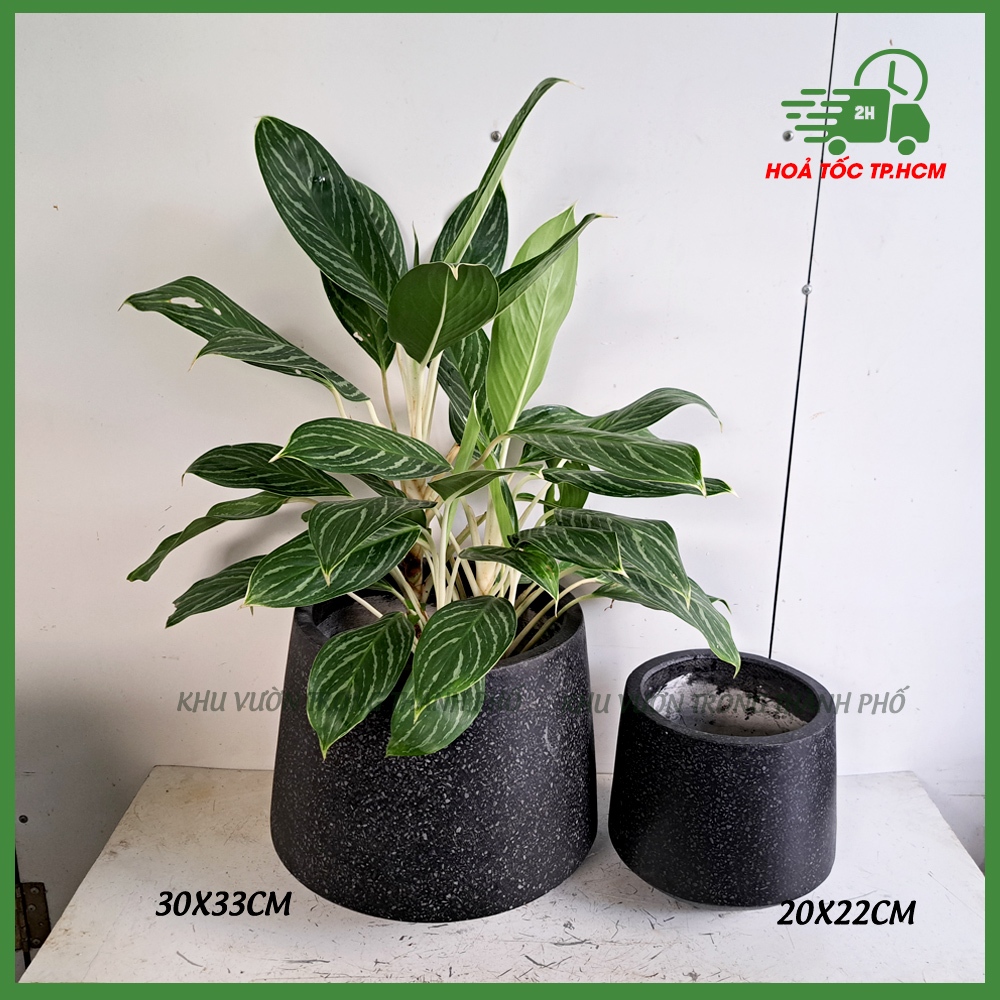 Chậu xi măng đá mài thúng 2 size