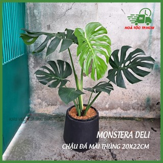 Chậu xi măng đá mài thúng 2 size