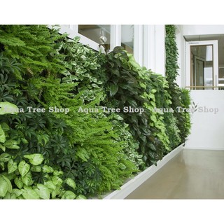 Bộ chậu vườn tường, module vườn tường đứng