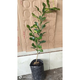 Cây chúc. chanh chúc. chanh thái.1cây lỡ