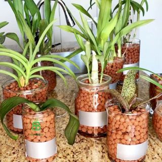Viên đất nung SFARM (sỏi nhẹ) 5-10mm - Túi 5dm3
