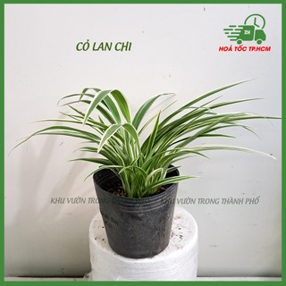 Cỏ lan chi, cây lan chi (chlorophytum bichetii) bụi xum xuê lọc không khí tốt